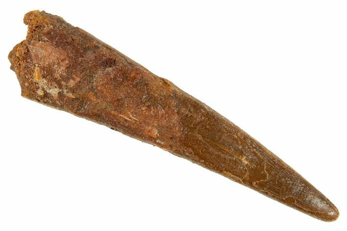 Fossil Pterosaur (Siroccopteryx) Tooth - Morocco #329023